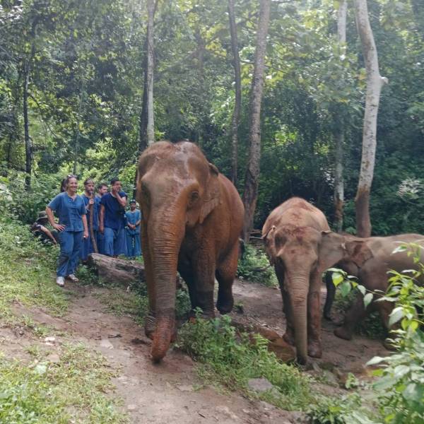 Group in blue with elephants in a forest setting.