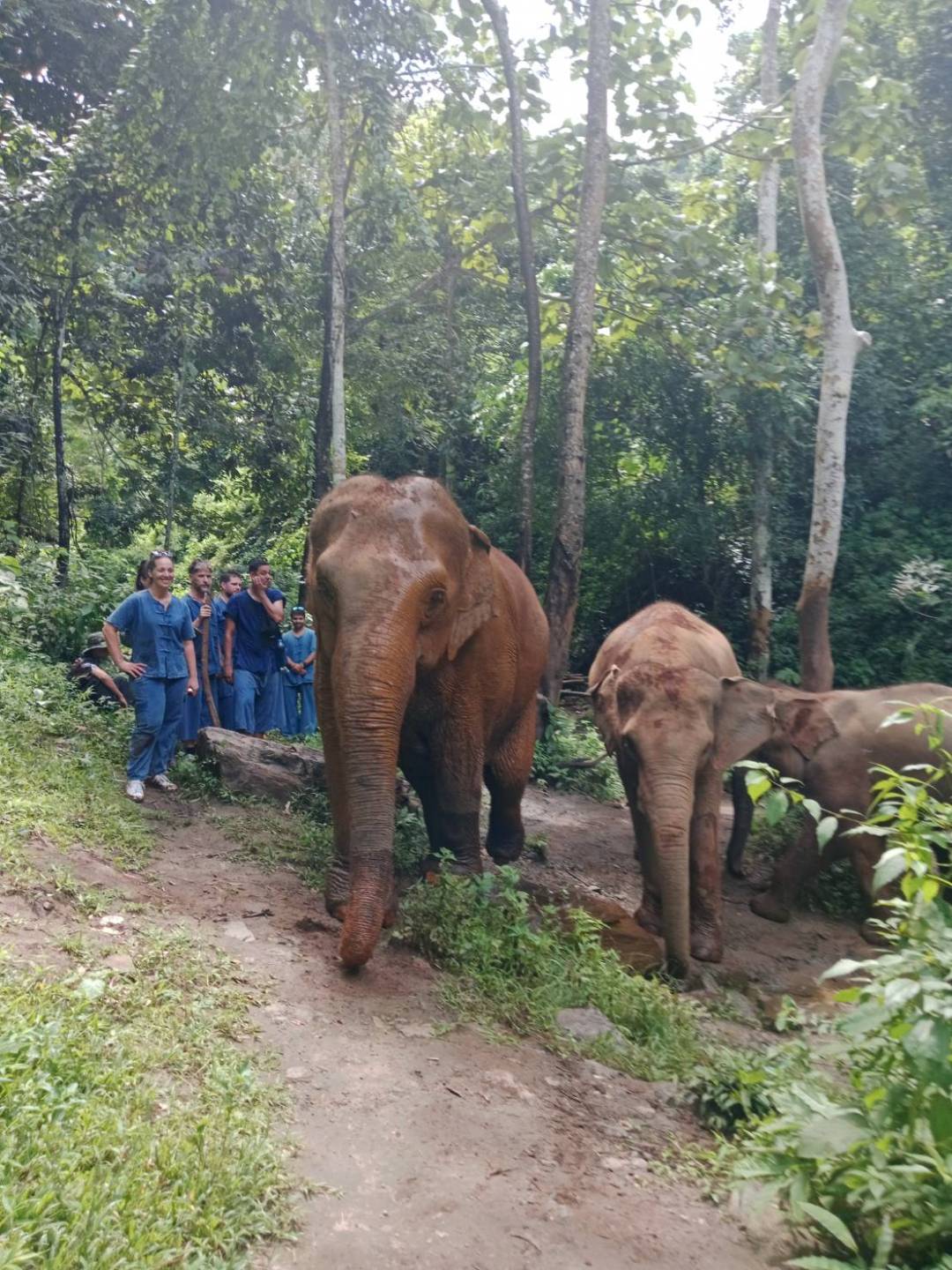 Group in blue with elephants in a forest setting.