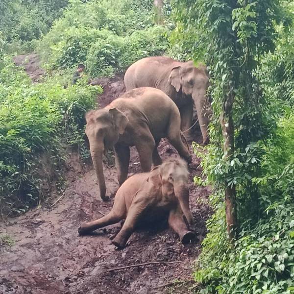 Three elephants on a muddy slope surrounded by lush green foliage.