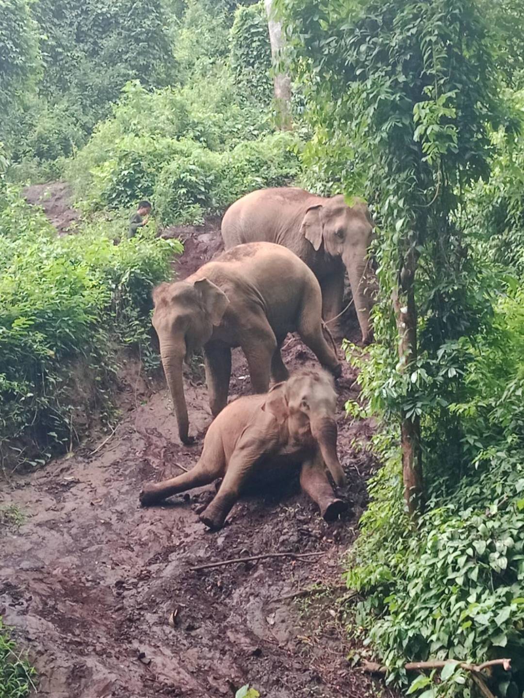 Three elephants on a muddy slope surrounded by lush green foliage.