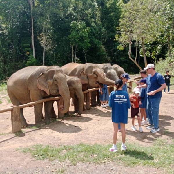 People interacting with elephants by a wooden fence in a forested area.