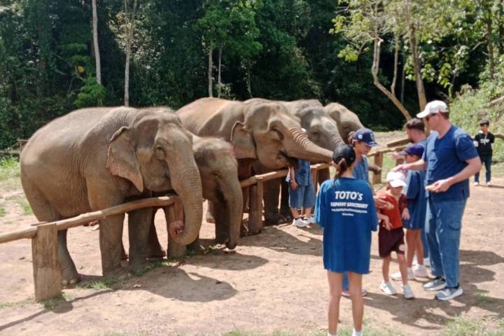 People interacting with elephants by a wooden fence in a forested area.