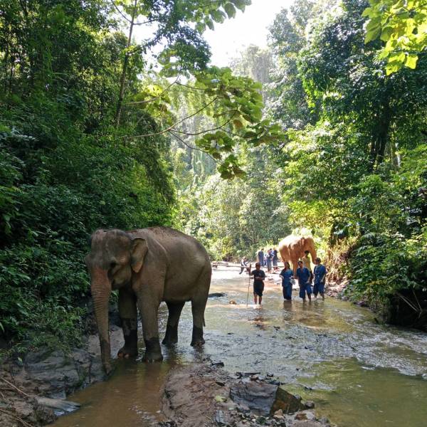 Elephants walking with people in a forest stream with dense greenery.