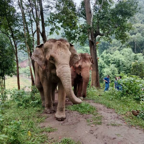 Two elephants walking on a forest trail with lush greenery.
