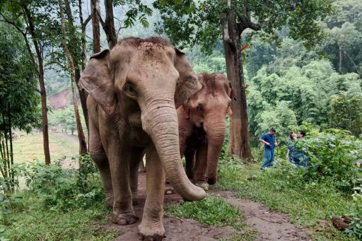 Two elephants walking on a forest trail with lush greenery.