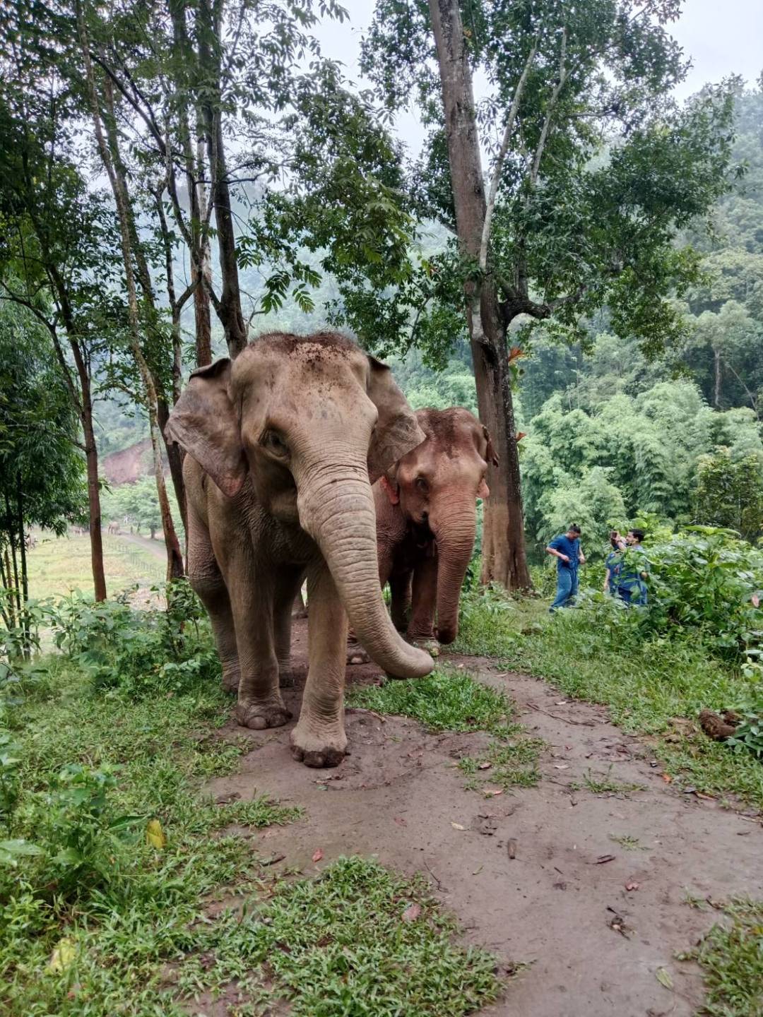 Two elephants walking on a forest trail with lush greenery.