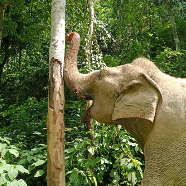 Elephant reaching with trunk to strip bark from a tree in lush forest.