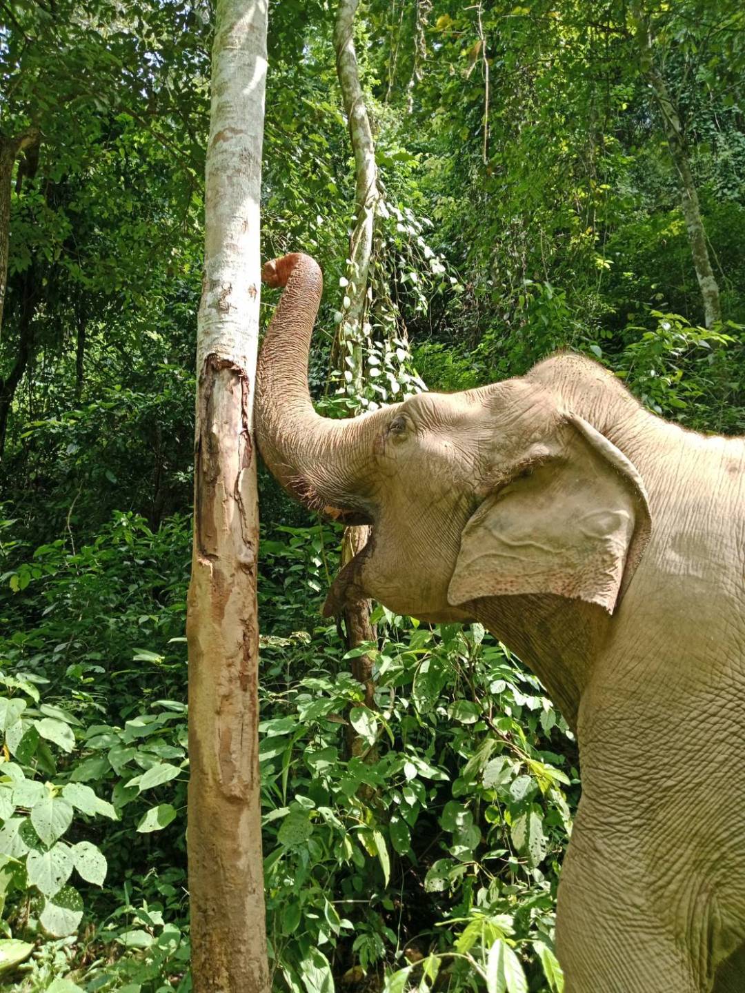 Elephant reaching with trunk to strip bark from a tree in lush forest.
