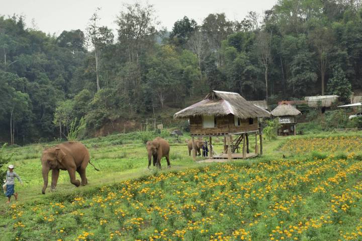 Elephants walking near huts in a field of yellow flowers with trees in the background.