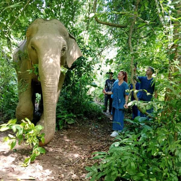 People observing an elephant in a lush, green jungle setting.
