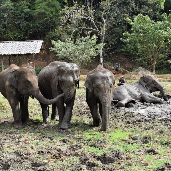 Four elephants in a field, one lying in mud, near trees and a thatched shelter.