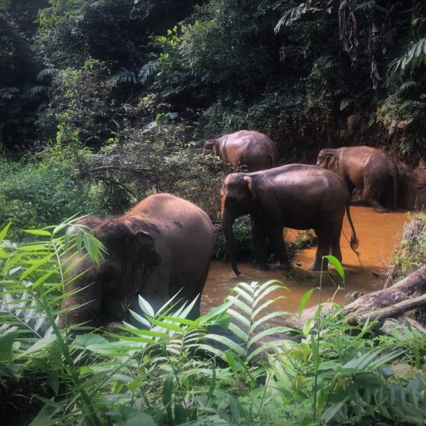 Four elephants in a forest clearing with lush greenery.