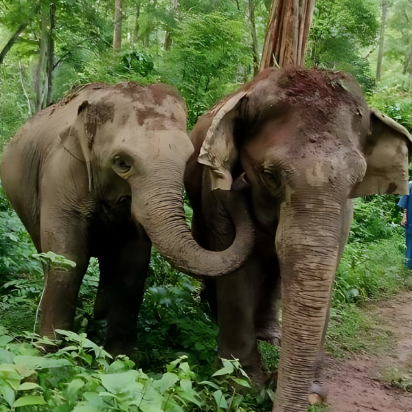 Two elephants standing in a lush, green forest area.