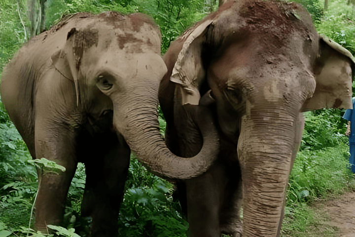 Two elephants standing in a lush, green forest area.