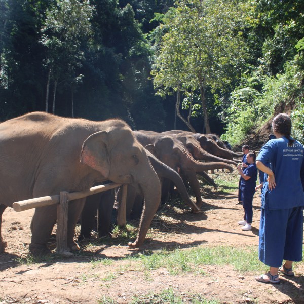 Group of people feeding elephants outdoors in a forested area.