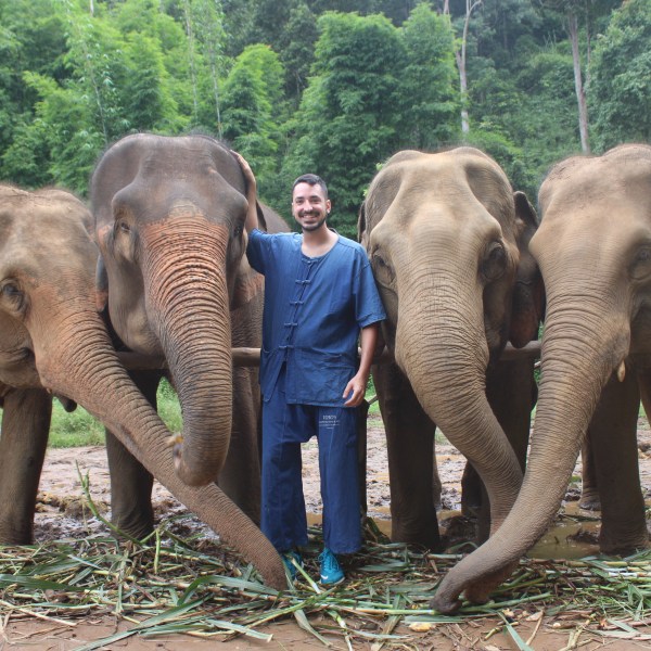 Person in blue outfit stands with four elephants in a lush green forest area.
