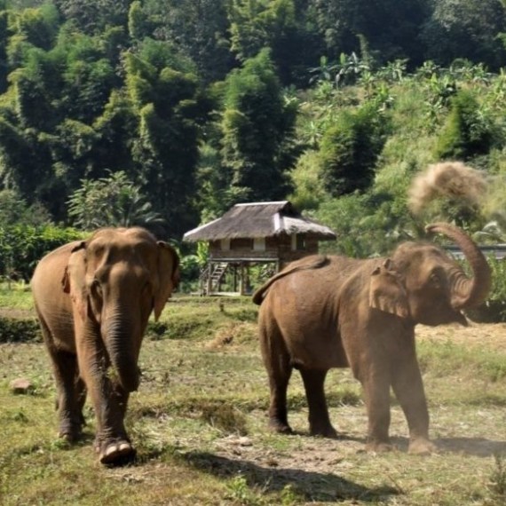 Two elephants in a field with dust, surrounded by trees and huts.