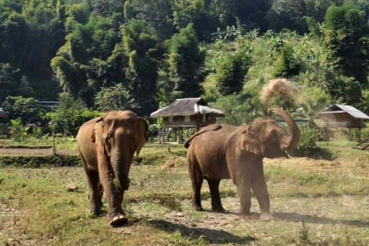 Two elephants in a field with dust, surrounded by trees and huts.