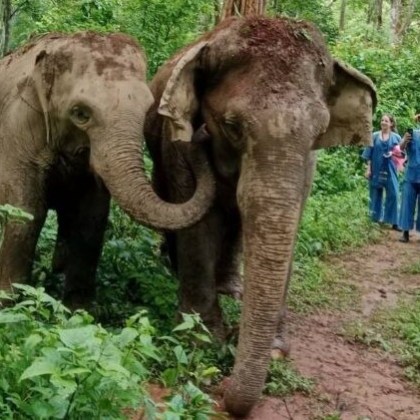 Two elephants walking on a forest path, observed by a group in blue clothes.