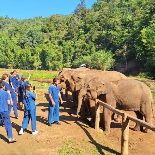 Group of people in blue uniforms feeding elephants near a wooden fence in a grassy area.