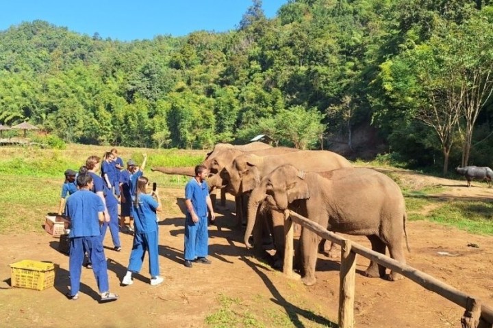 Group of people in blue uniforms feeding elephants near a wooden fence in a grassy area.