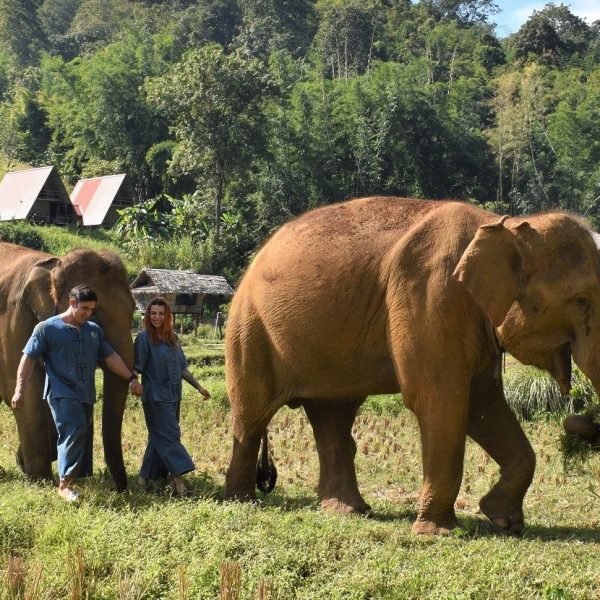 People walking with elephants in a grassy area, surrounded by trees and huts.